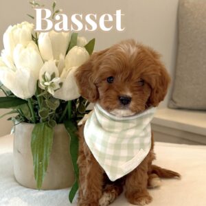 Basset - F Cavapoo Puppy - BPPP Litter --