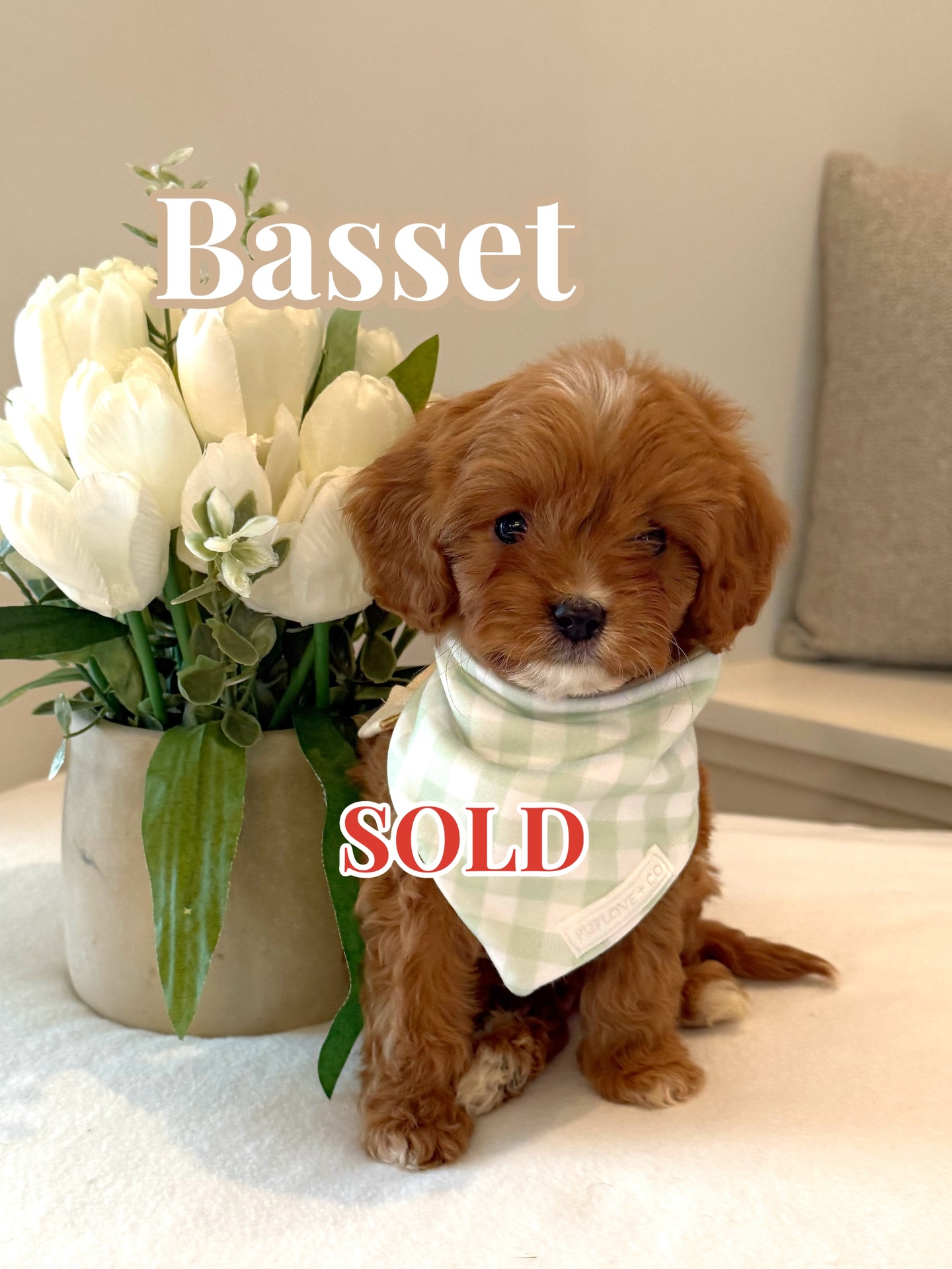 Basset - F Cavapoo Puppy - BPPP Litter --_Forever Home in Sandy Springs GA