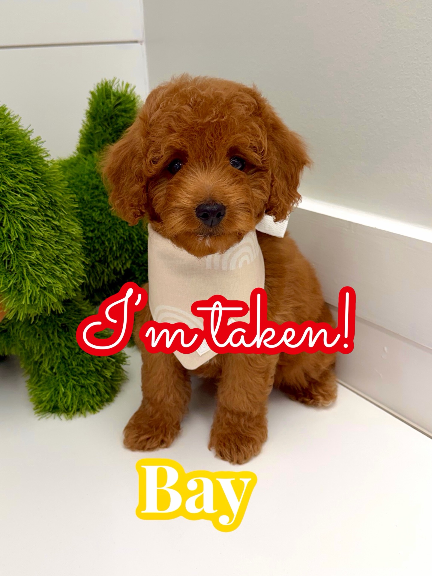 Bay - FBB Cavapoo Puppy - BPPP Litter -- - Forever Home in Simpsonville- SC