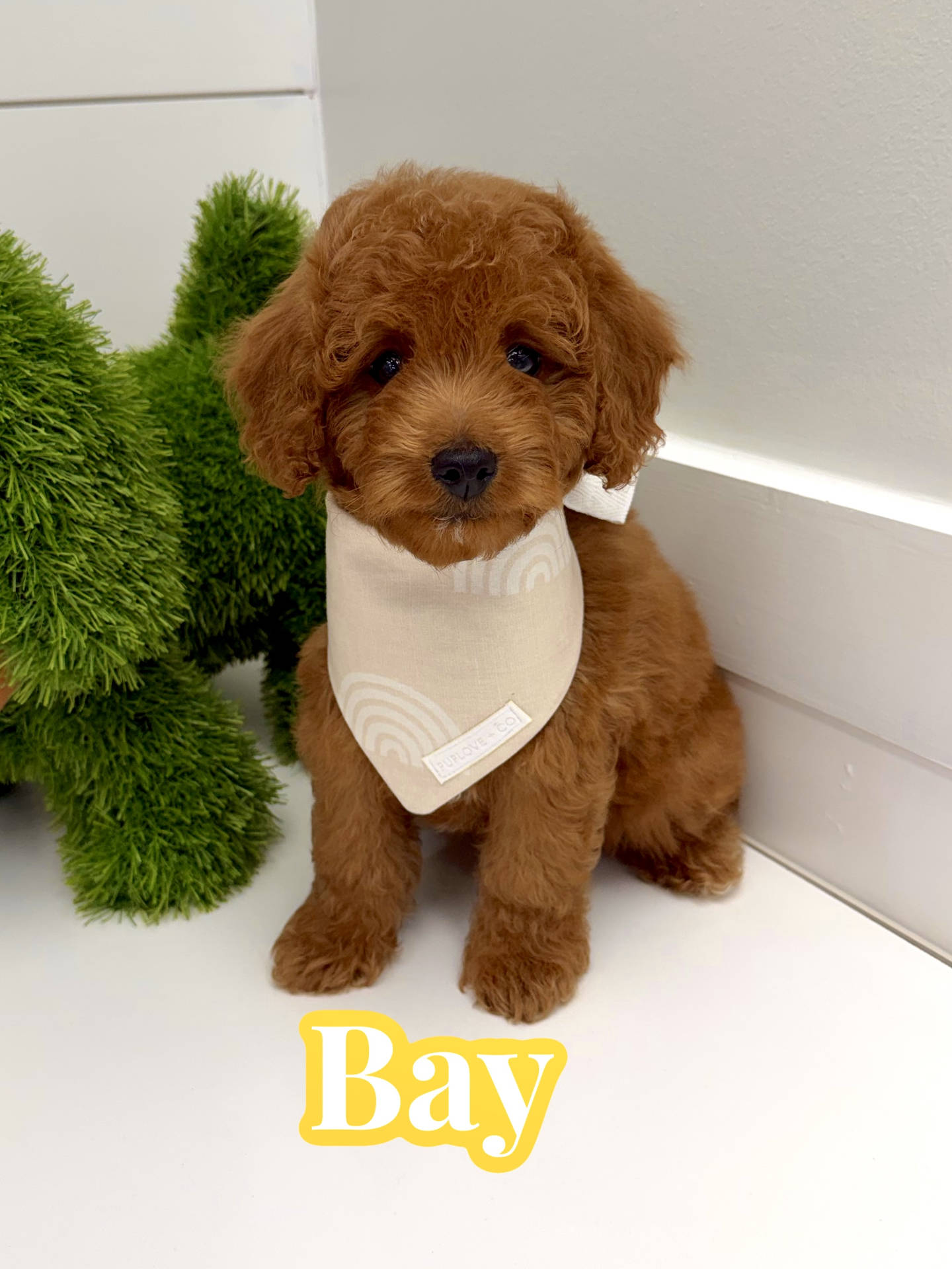 Bay - FBB Cavapoo Puppy - BPPP Litter --_