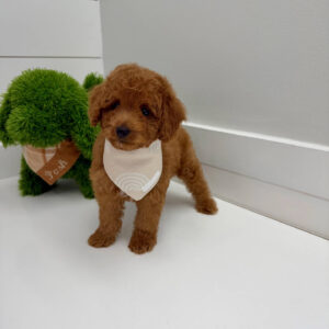 Bay - FBB Cavapoo Puppy - BPPP Litter --_