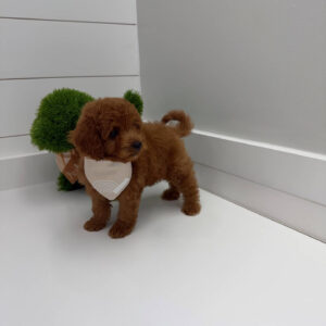 Bay - FBB Cavapoo Puppy - BPPP Litter --_