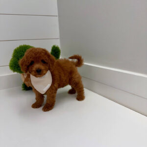 Bay - FBB Cavapoo Puppy - BPPP Litter --_