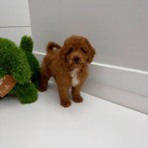 Bay - FBB Cavapoo Puppy - BPPP Litter --_