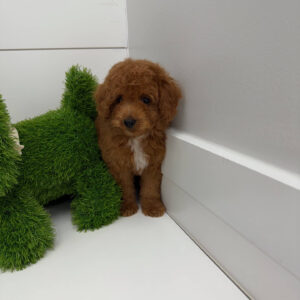 Bay - FBB Cavapoo Puppy - BPPP Litter --_