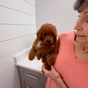 Bay - FBB Cavapoo Puppy - BPPP Litter --_