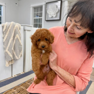 Bay - FBB Cavapoo Puppy - BPPP Litter --_