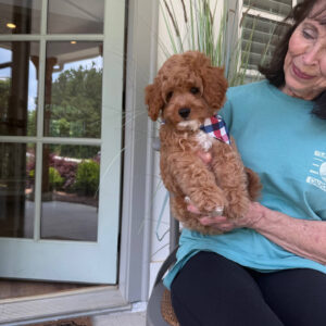 Beach - F Cavapoo Puppy - Litter --_