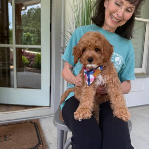 Beach - F Cavapoo Puppy - Litter --_