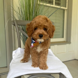Beach - F Cavapoo Puppy - Litter --_