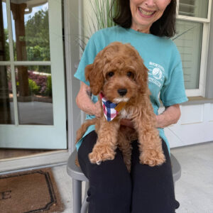 Beach - F Cavapoo Puppy - Litter --_
