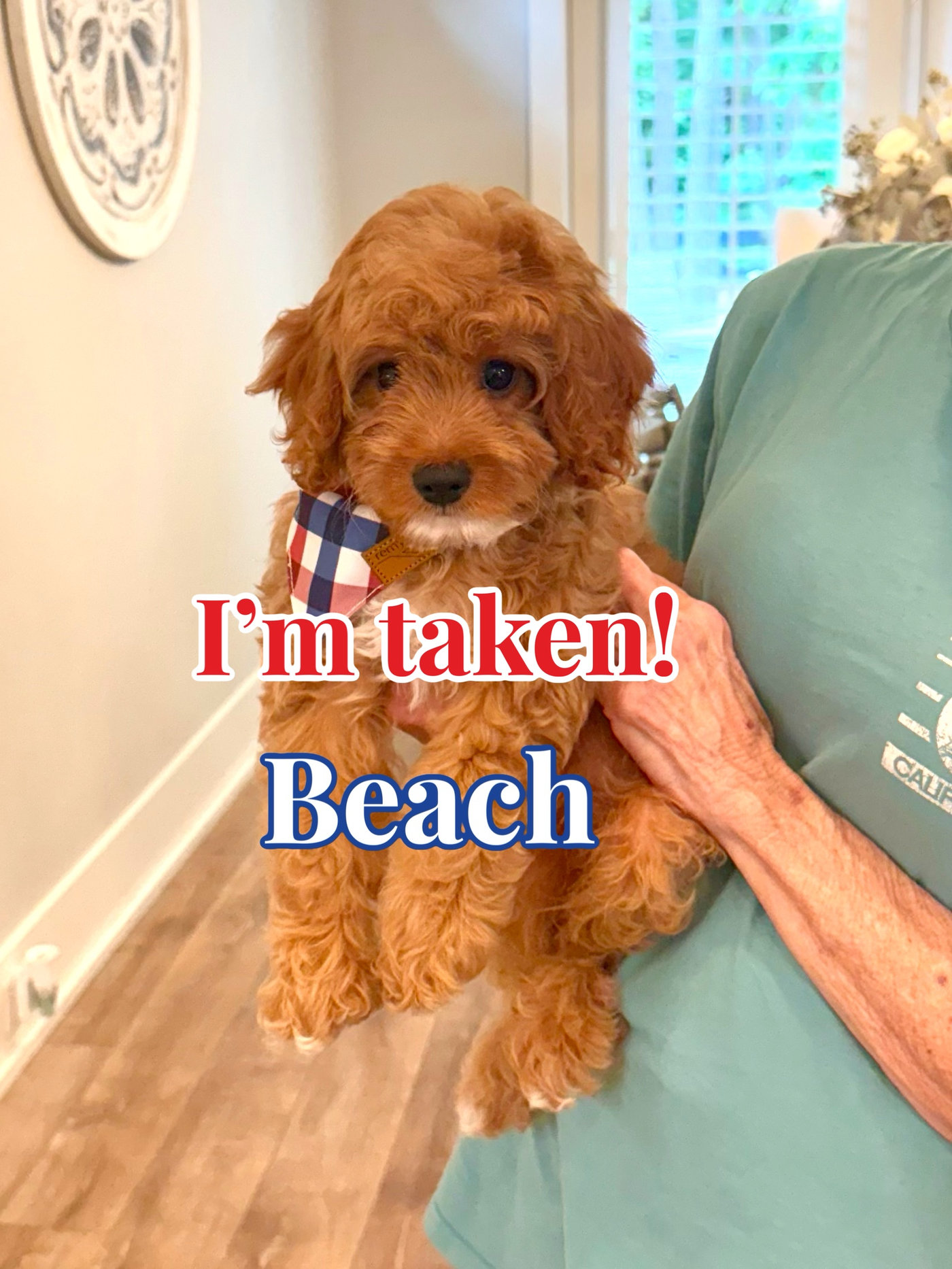 Beach - F Cavapoo Puppy - Litter --_Forever Home in Chicago IL