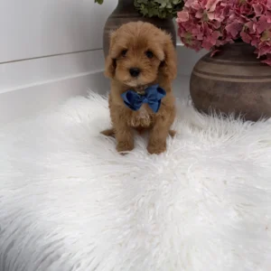 Bear - FB Cavapoo Puppy - Litter --_