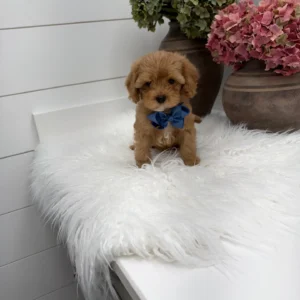 Bear - FB Cavapoo Puppy - Litter --_