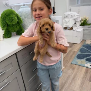 Bear - FB Cavapoo Puppy - Litter --_