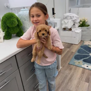 Bear - FB Cavapoo Puppy - Litter --_