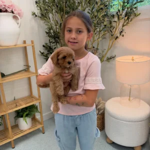 Bear - FB Cavapoo Puppy - Litter --_