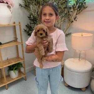 Bear - FB Cavapoo Puppy - Litter --_