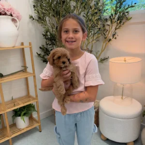 Bear - FB Cavapoo Puppy - Litter --_