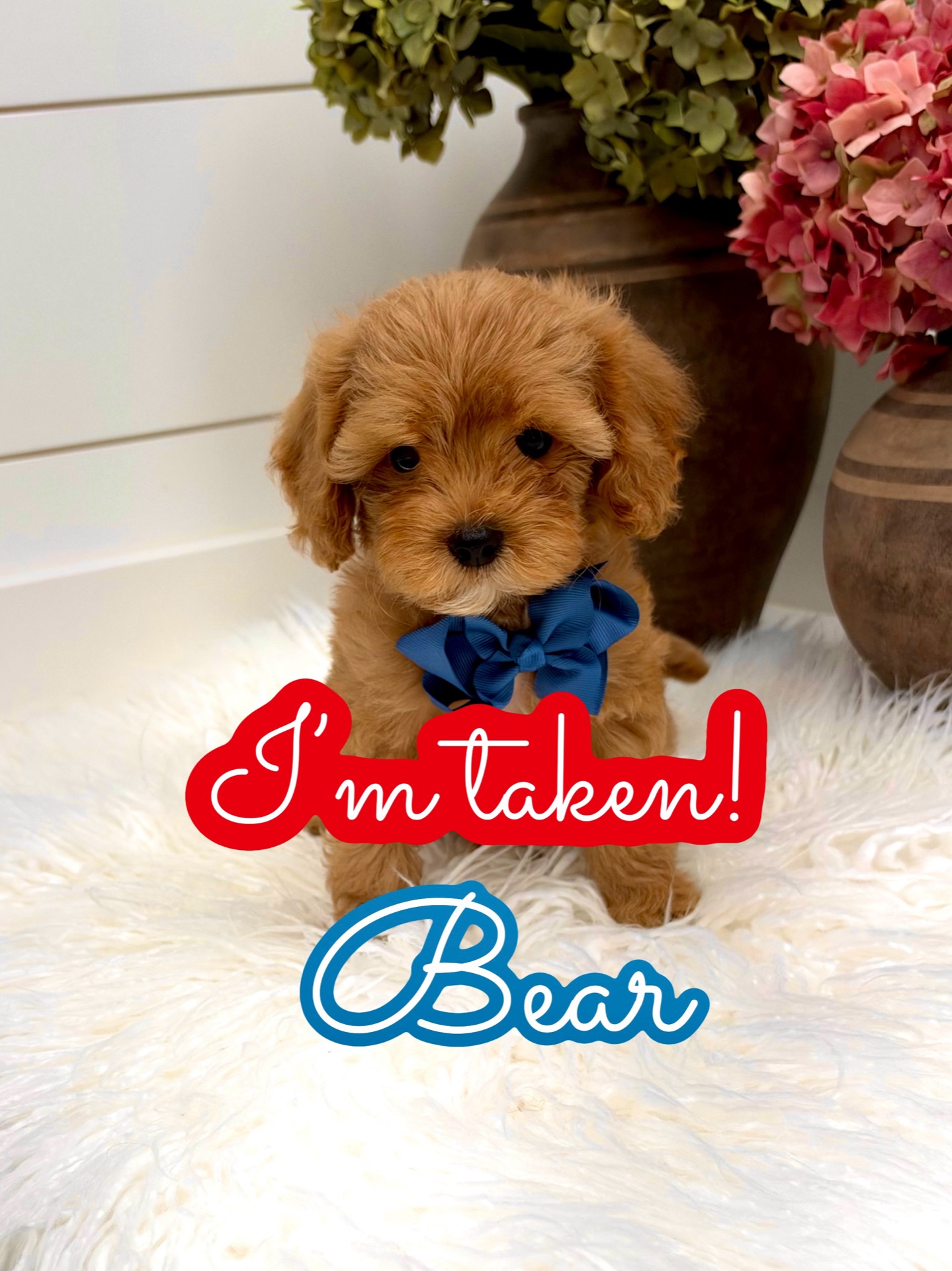 Bear - FB Cavapoo Puppy - Litter --_Forever Home in Boseman MT