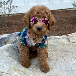 Beau-Red-Apricot-FB-Toy-Goldendoodle-Petite-Posh-Puppies--