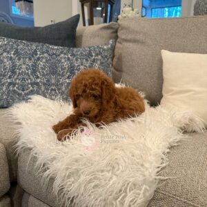 Beau-Red-Apricot-FB-Toy-Goldendoodle-Petite-Posh-Puppies--