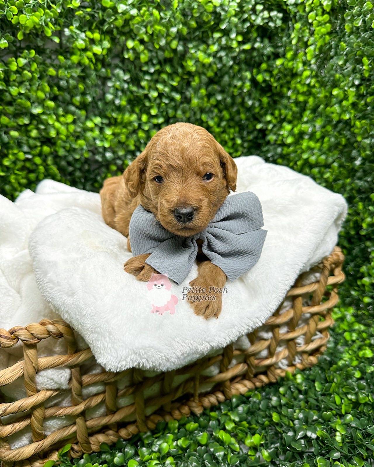 Beau-Red-Apricot-FB-Toy-Goldendoodle-Petite-Posh-Puppies-