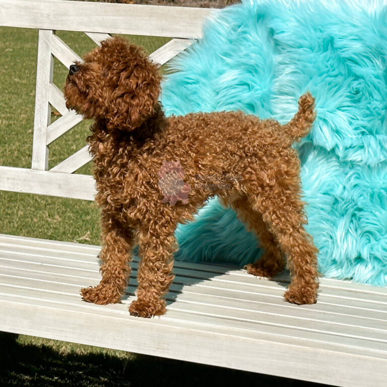 Beckett Gorgeous Red tiny toy Poodle Petite Posh Puppies
