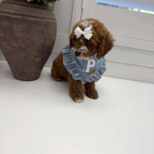Bellbottom - FB Cavapoo Puppy - Litter --_