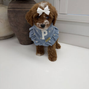 Bellbottom - FB Cavapoo Puppy - Litter --_