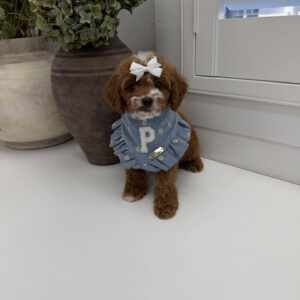 Bellbottom - FB Cavapoo Puppy - Litter --_