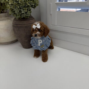 Bellbottom - FB Cavapoo Puppy - Litter --_