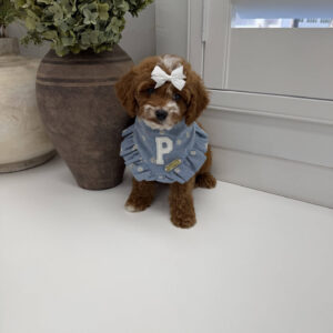 Bellbottom - FB Cavapoo Puppy - Litter --_