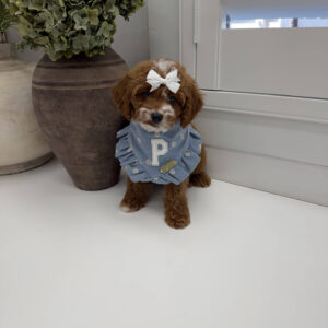Bellbottom - FB Cavapoo Puppy - Litter --_