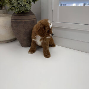 Bellbottom - FB Cavapoo Puppy - Litter --_