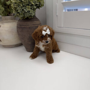 Bellbottom - FB Cavapoo Puppy - Litter --_