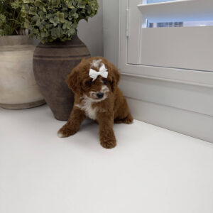 Bellbottom - FB Cavapoo Puppy - Litter --_