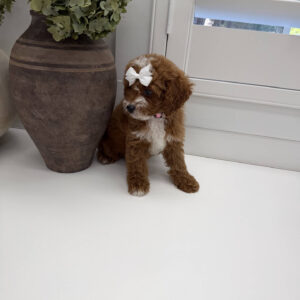 Bellbottom - FB Cavapoo Puppy - Litter --_