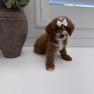 Bellbottom - FB Cavapoo Puppy - Litter --_