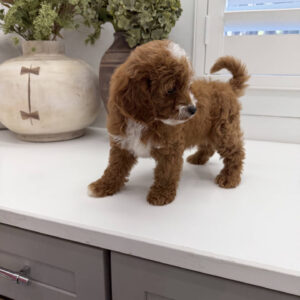 Bellbottom - FB Cavapoo Puppy - Litter --_