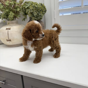 Bellbottom - FB Cavapoo Puppy - Litter --_