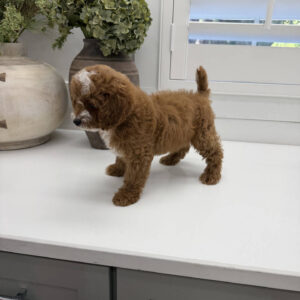 Bellbottom - FB Cavapoo Puppy - Litter --_
