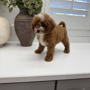 Bellbottom - FB Cavapoo Puppy - Litter --_