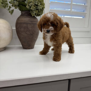 Bellbottom - FB Cavapoo Puppy - Litter --_