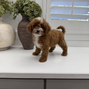 Bellbottom - FB Cavapoo Puppy - Litter --_