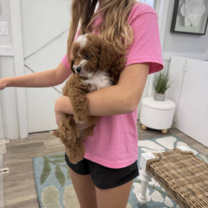 Bellbottom - FB Cavapoo Puppy - Litter --_