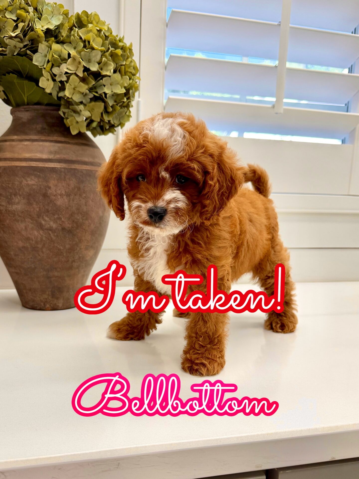 Bellbottom - FB Cavapoo Puppy - Litter --_Forever Home in Houston TX