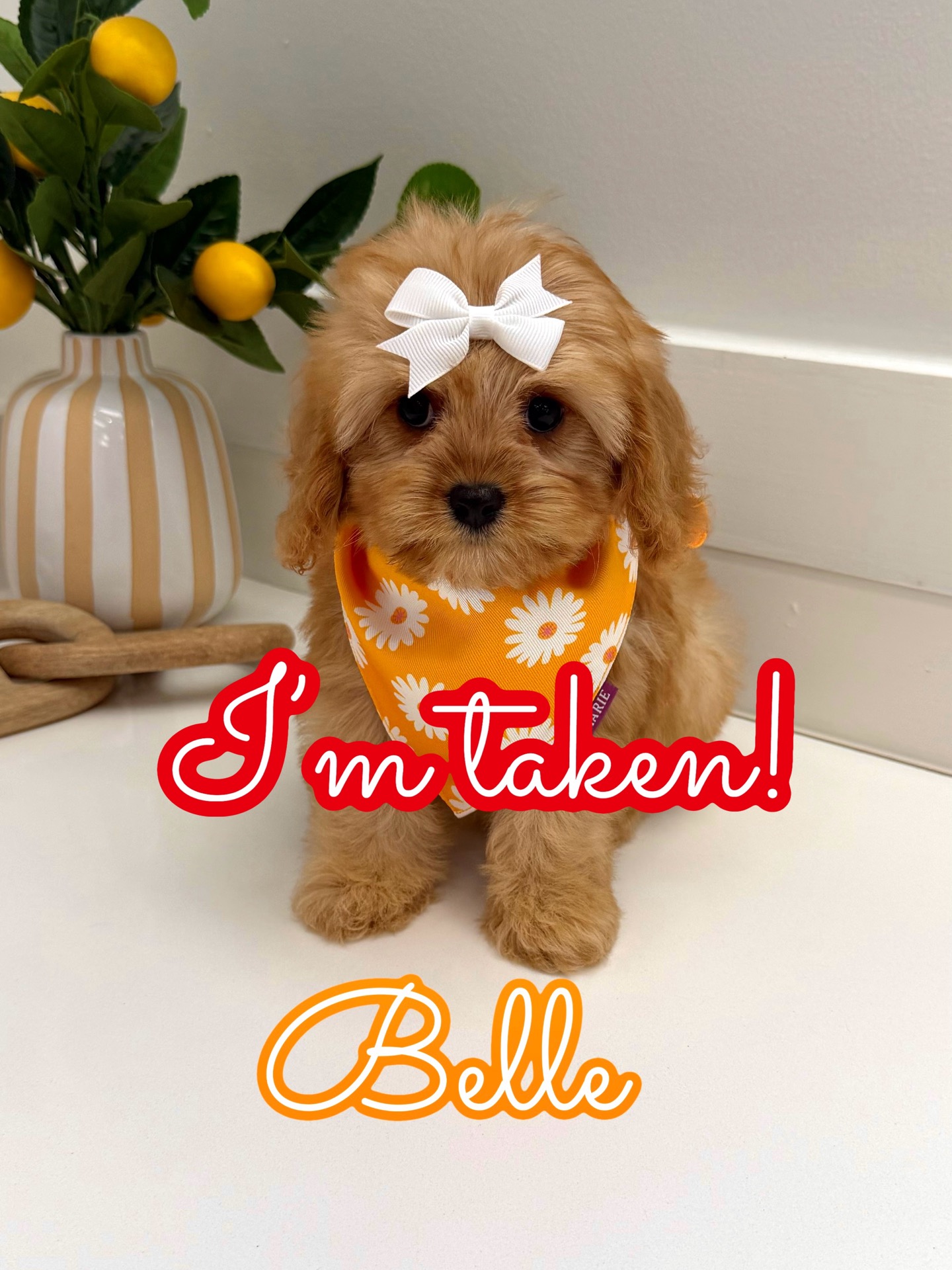 Belle - F Cavapoo Puppy - Litter - Forever Home in Cornelius- NC