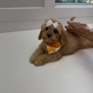 Belle - F Cavapoo Puppy - Litter --_