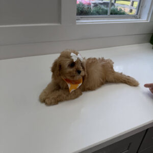 Belle - F Cavapoo Puppy - Litter --_